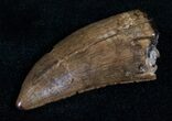 Nice Albertosaurus Tooth - Montana #12478-2